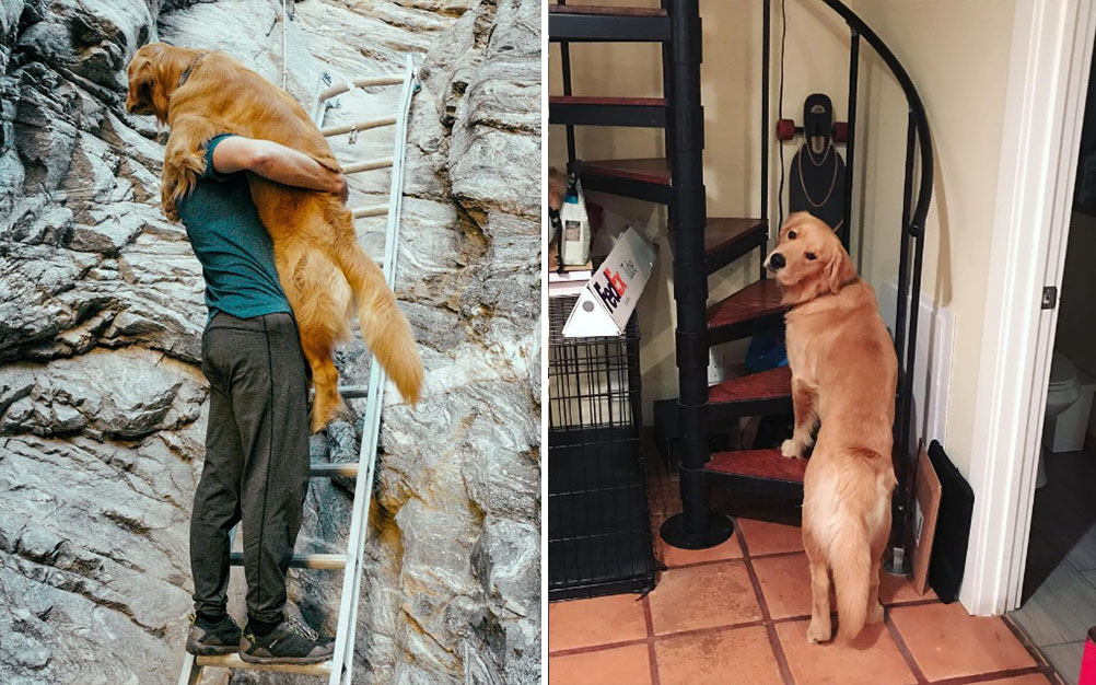 cachorro-medo-escadas