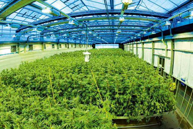 plantio de maconha tim bishop getty images plantio de maconha tim bishop getty images