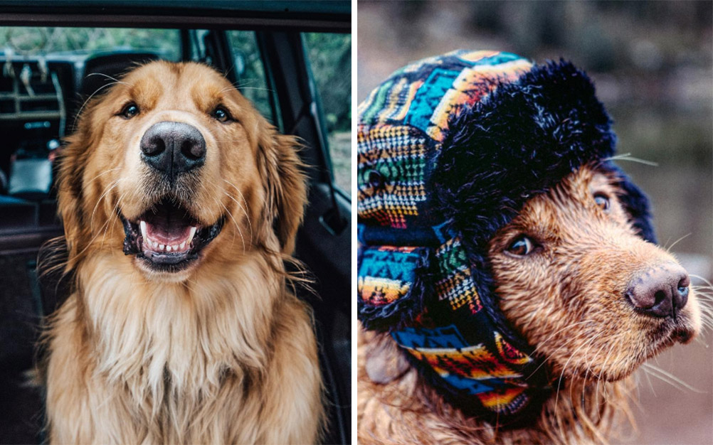 Cachorro “registra” aventuras inesquecíveis em Instagram