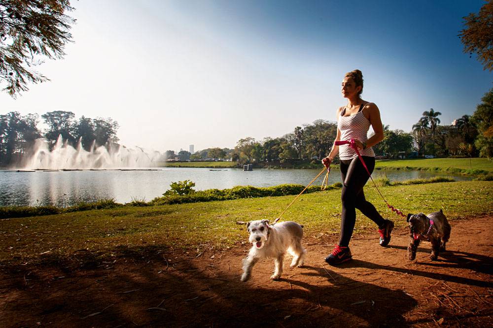 5 parques para levar os cães nas férias em SP