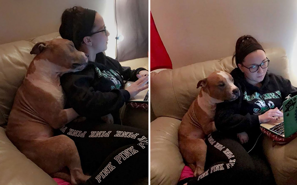 pit_bull_resgatado_02