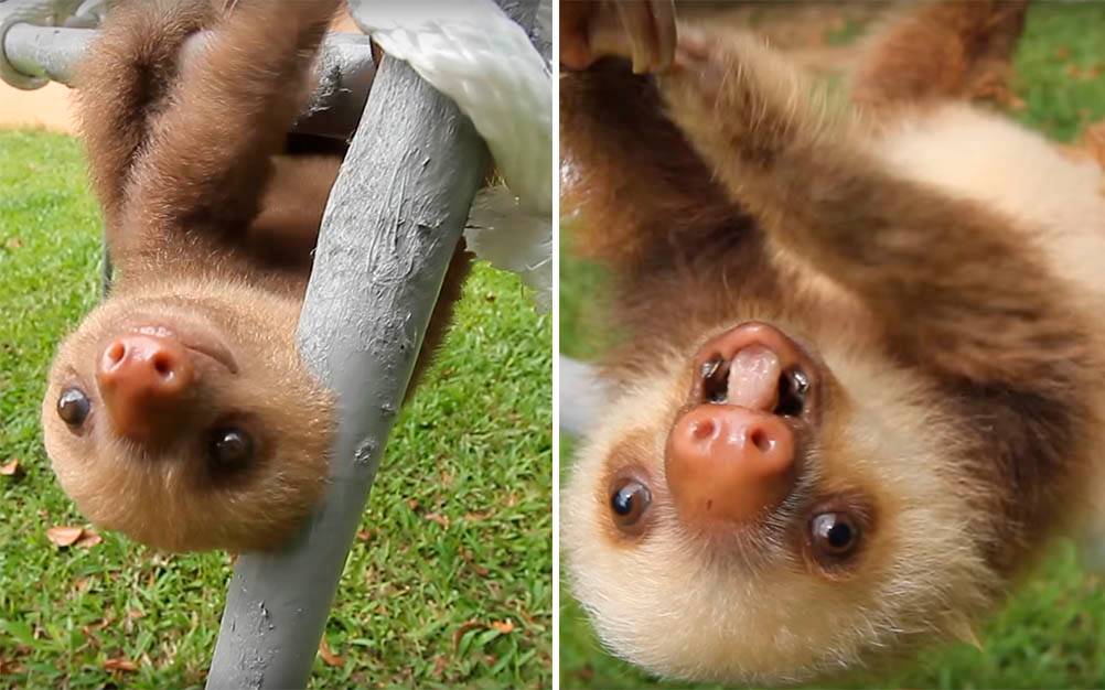 Vídeo mostra “conversa” entre filhotes de bicho-preguiça