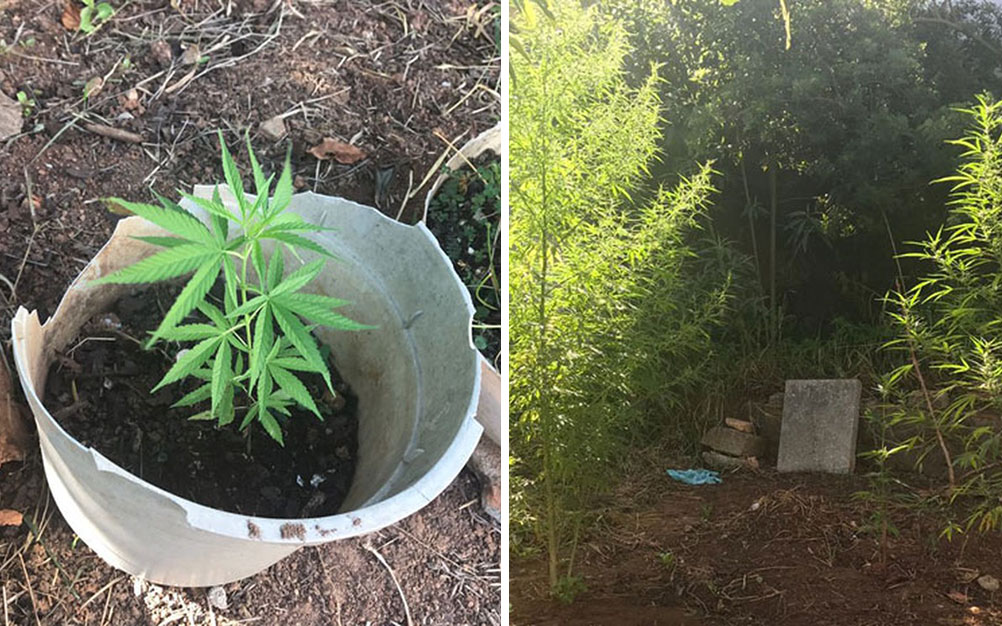 PM prende professor suspeito de plantar maconha em São Paulo