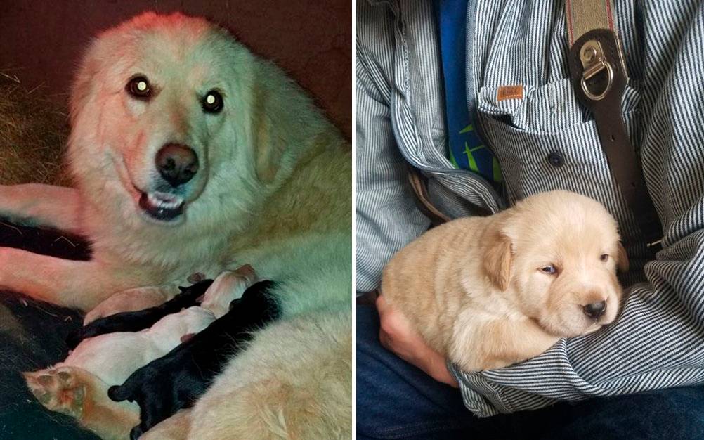Após perder filhotes, cadela “adota” órfãos de outra cachorra