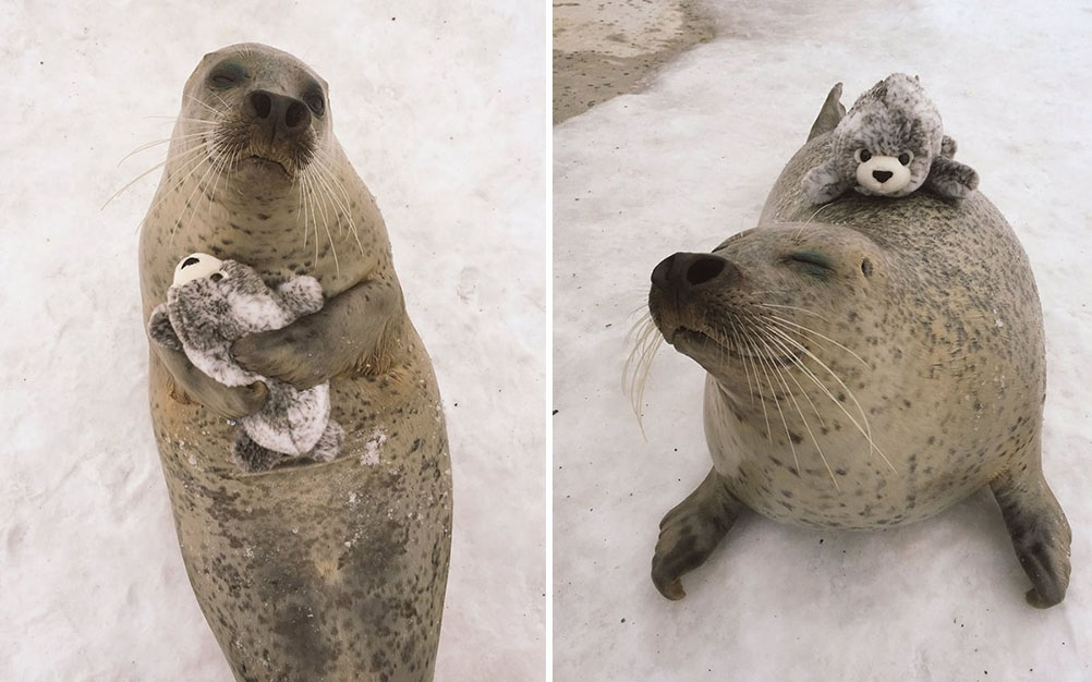 Foca tem reação curiosa ao ganhar bicho de pelúcia de presente
