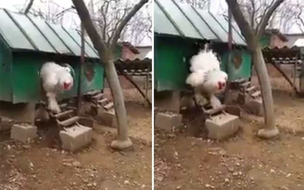 Vídeo de “galinha gigante” surpreende internautas no Twitter