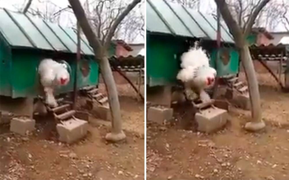 Vídeo de “galinha gigante” surpreende internautas no Twitter
