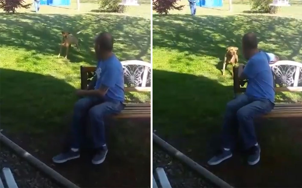 Rapaz perde 22 quilos e cachorro não o reconhece, até cheirá-lo