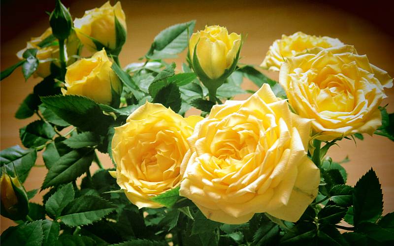 Quais são as flores que trazem sorte aos doze signos?
