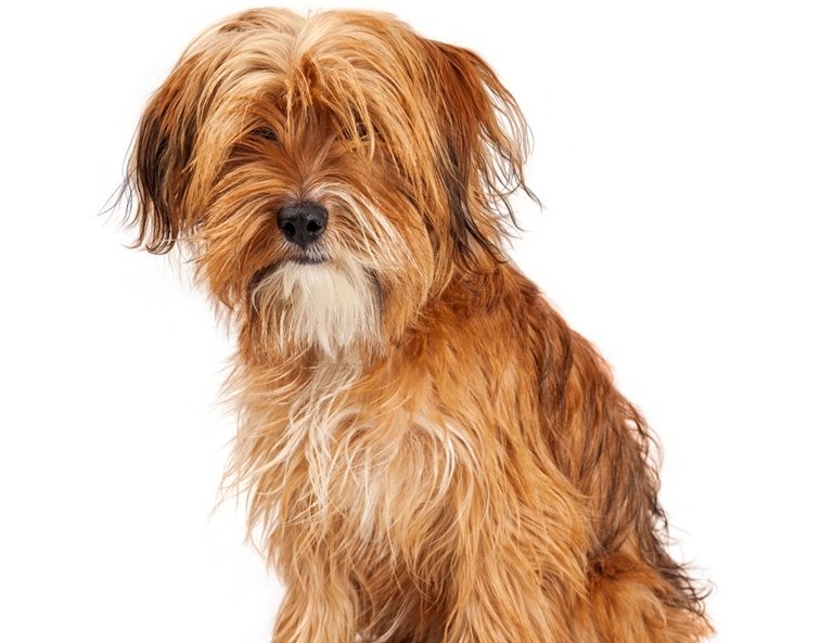 Shopping na Zona Sul terá feira de adoção de cachorros