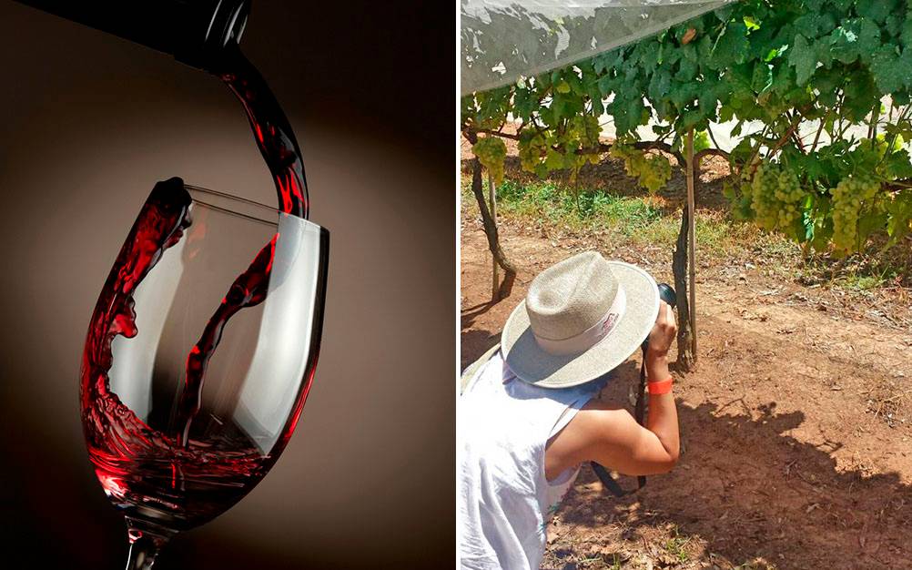 São Roque promove roteiro especial para o Dia Nacional do Vinho