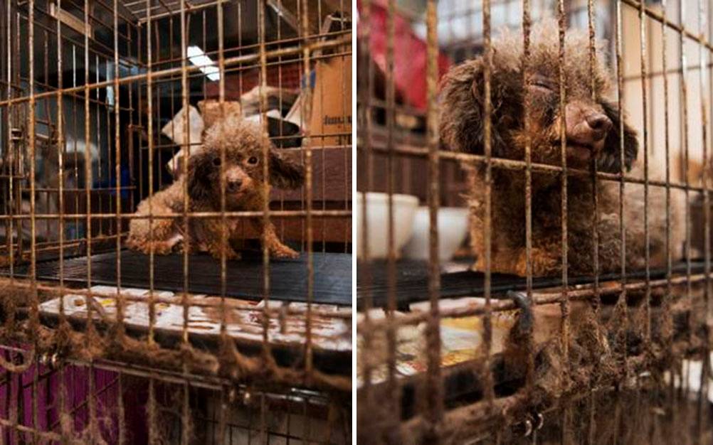 Cadela é resgatada após viver a vida inteira em gaiola no porão