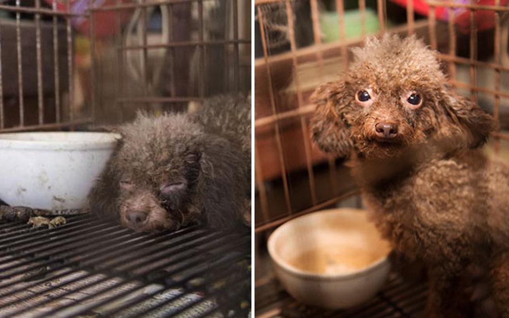 cachorro-transformacao-02