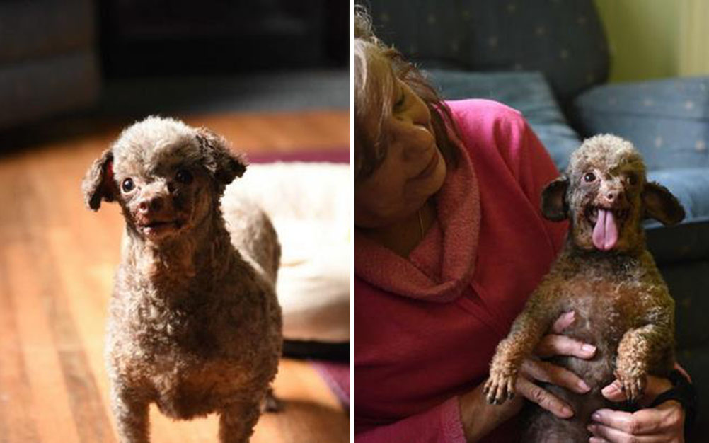 cachorro-transformacao-03