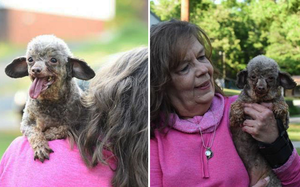 cachorro-transformacao-04