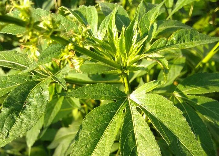 SUS inicia distribuição gratuita de produtos à base de canabidiol em SP