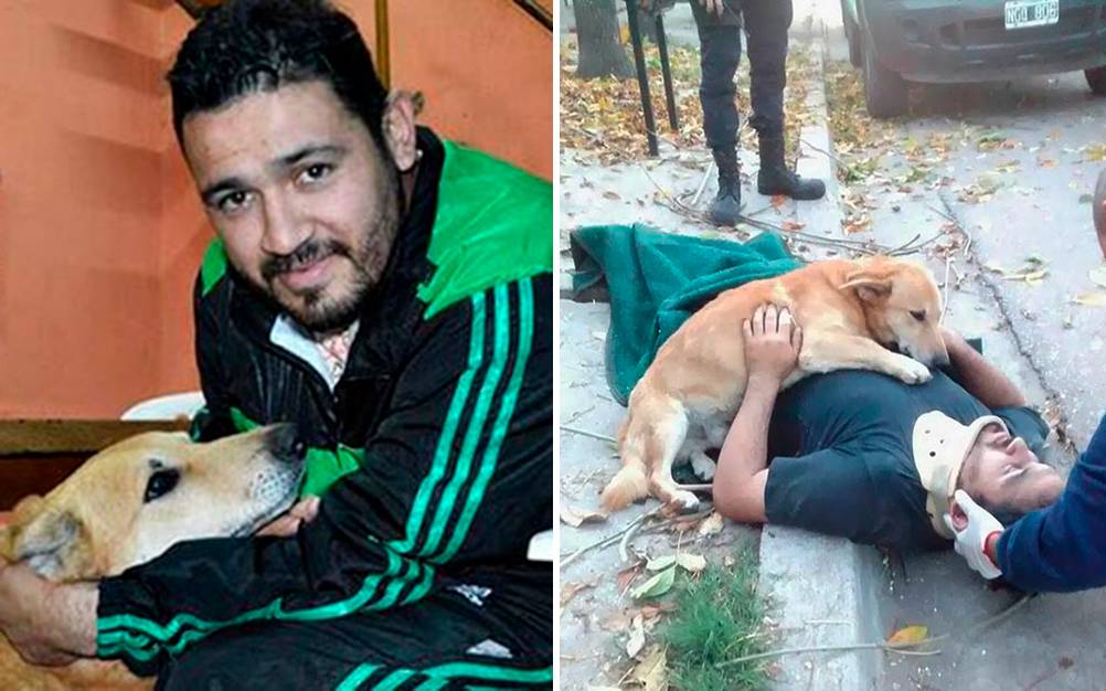 Após acidente, cachorro acompanha dono e faz sucesso na internet