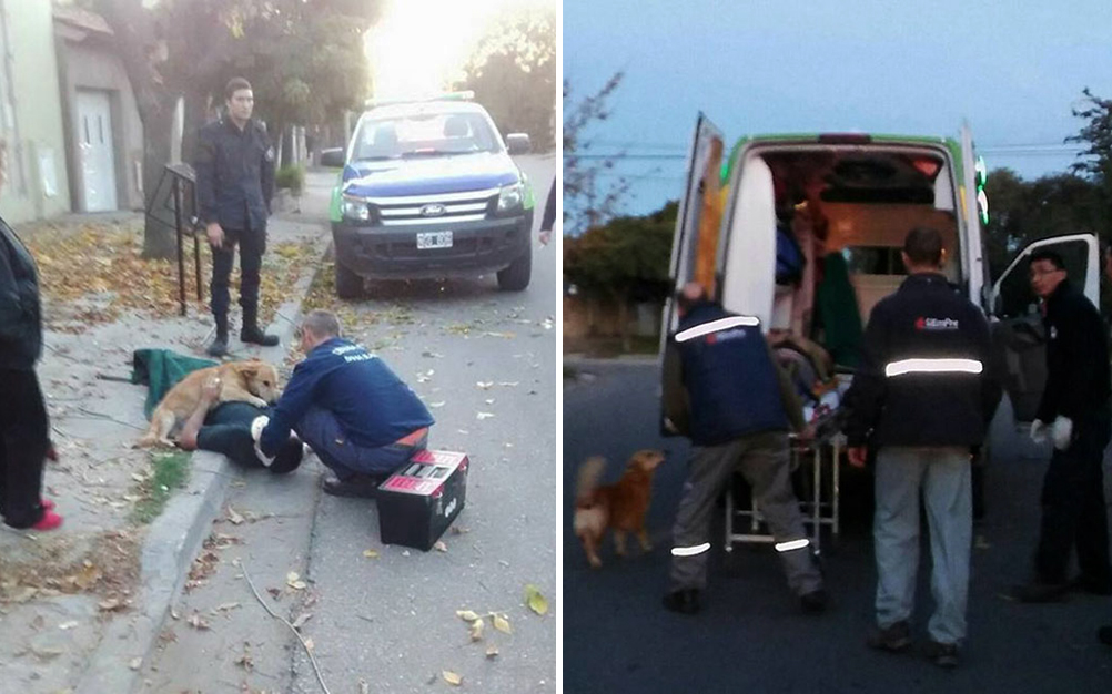 dono-cachorro-resgate-03