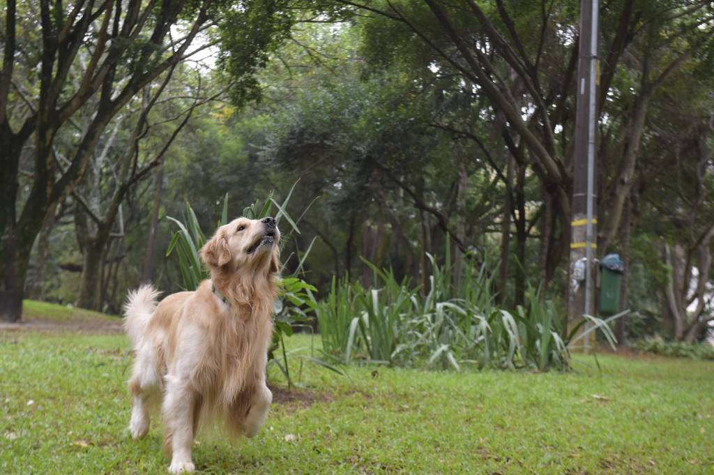 Praça das Corujas