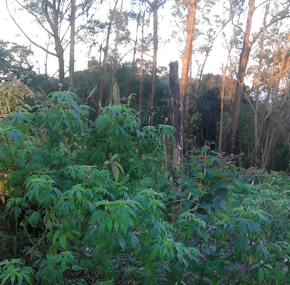 Projeto de lei prevê cultivo de maconha para fins medicinais no estado