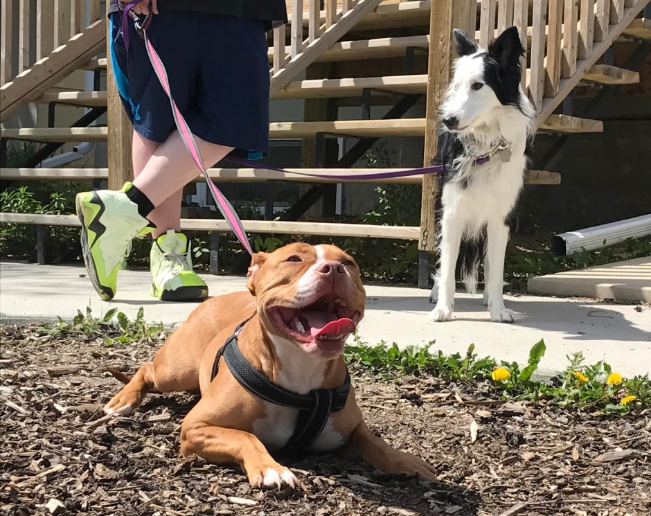 Festa do Dia Mundial dos Animais ocorre neste domingo (6)