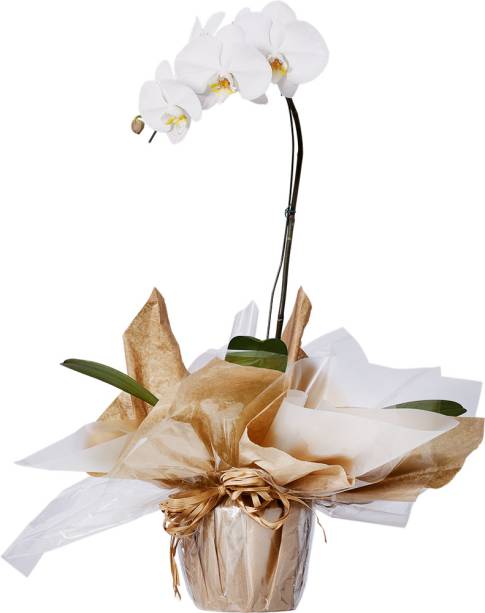 Orqu&iacute;dea Phalaenopsis, de R$ 44,99 por R$ 35,99
