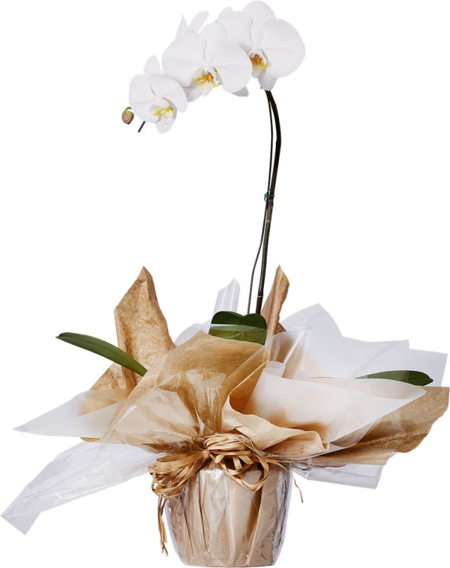 Orqu&iacute;dea Phalaenopsis, de R$ 44,99 por R$ 35,99