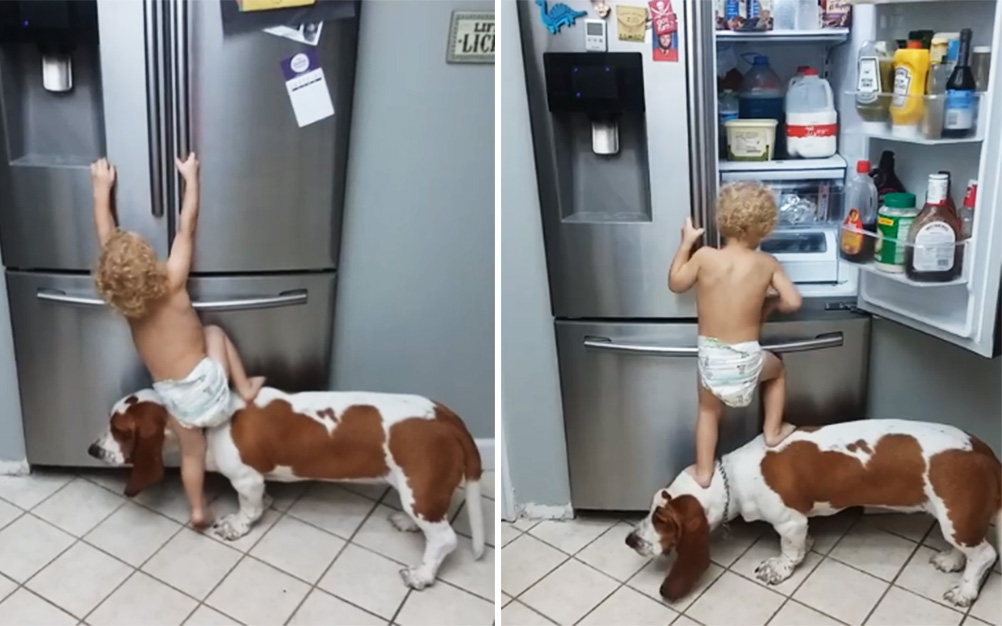 bebe-cachorro-assaltar-geladeira