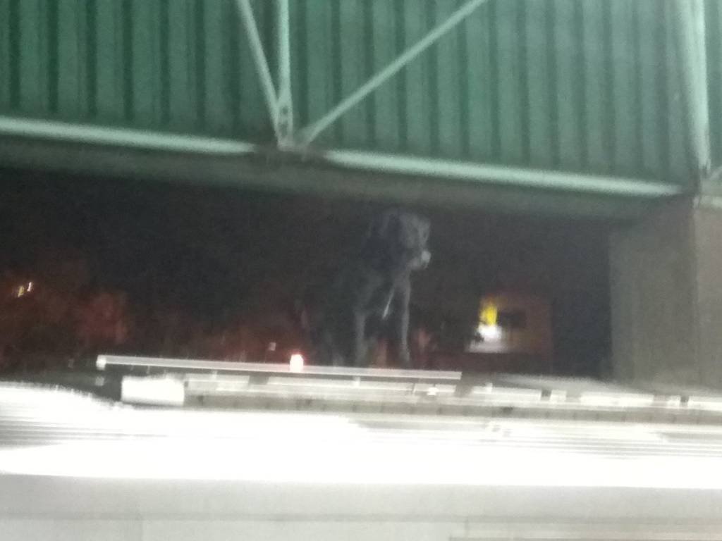 Cachorro aparece em teto de vagão do Metrô