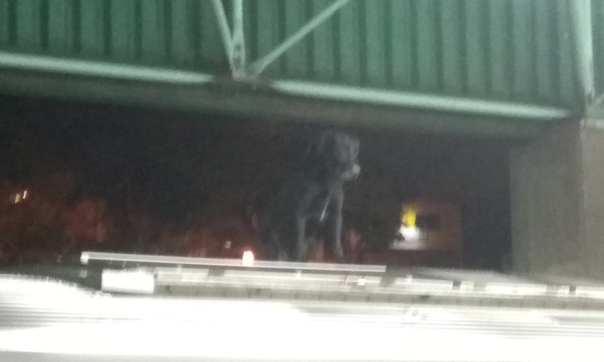 cachorro metro