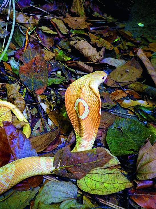 Venenosa, cobra-de-monóculo é nova moradora do Instituto Butantan