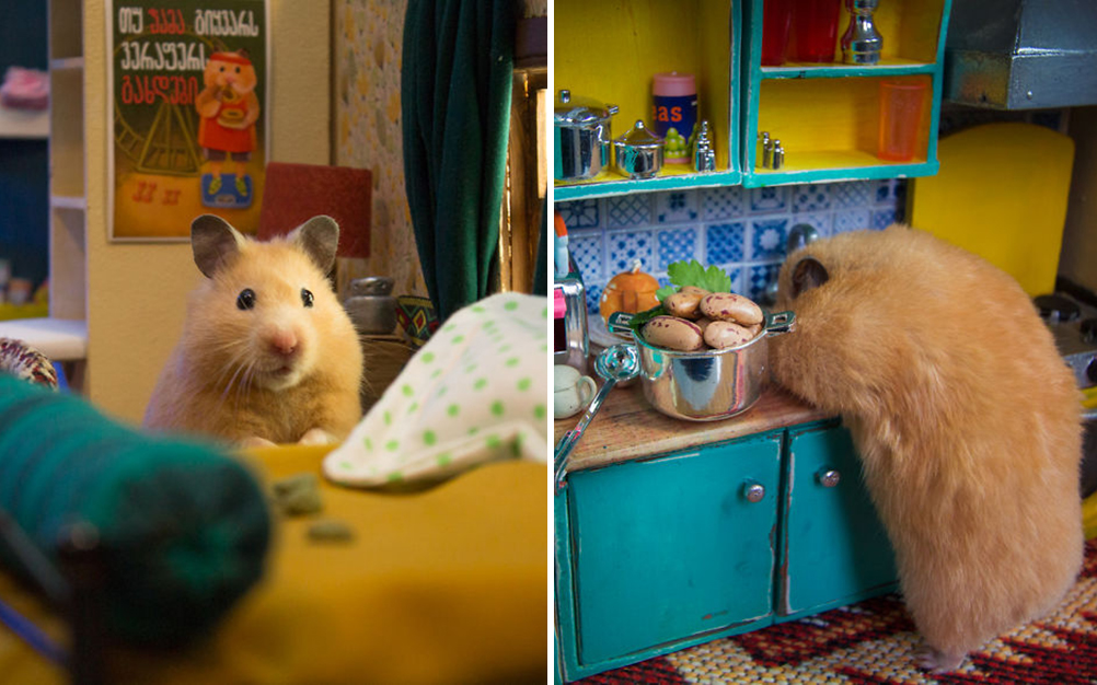 hamsters-famintos-vila-04