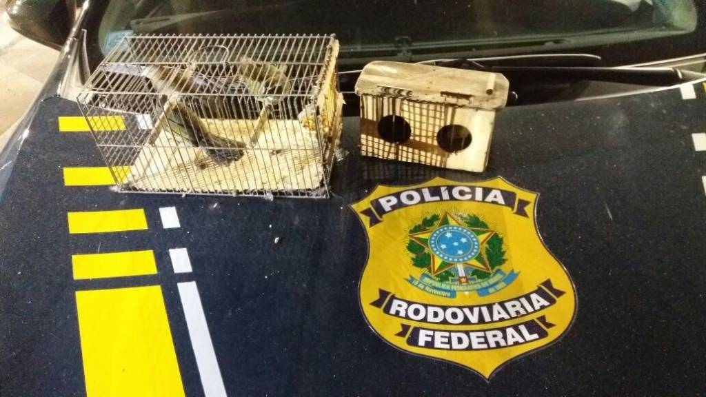 PRF apreende mais de 160 aves silvestres em rodovias