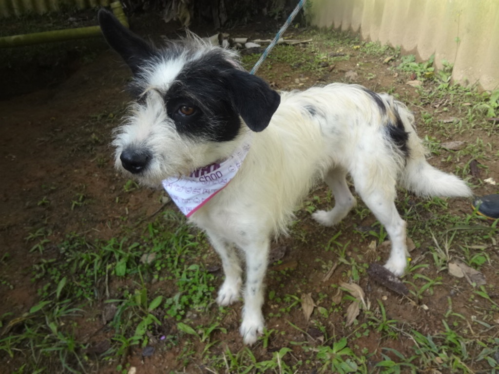 Feira de adoção terá 100 animais, entre cães e gatos