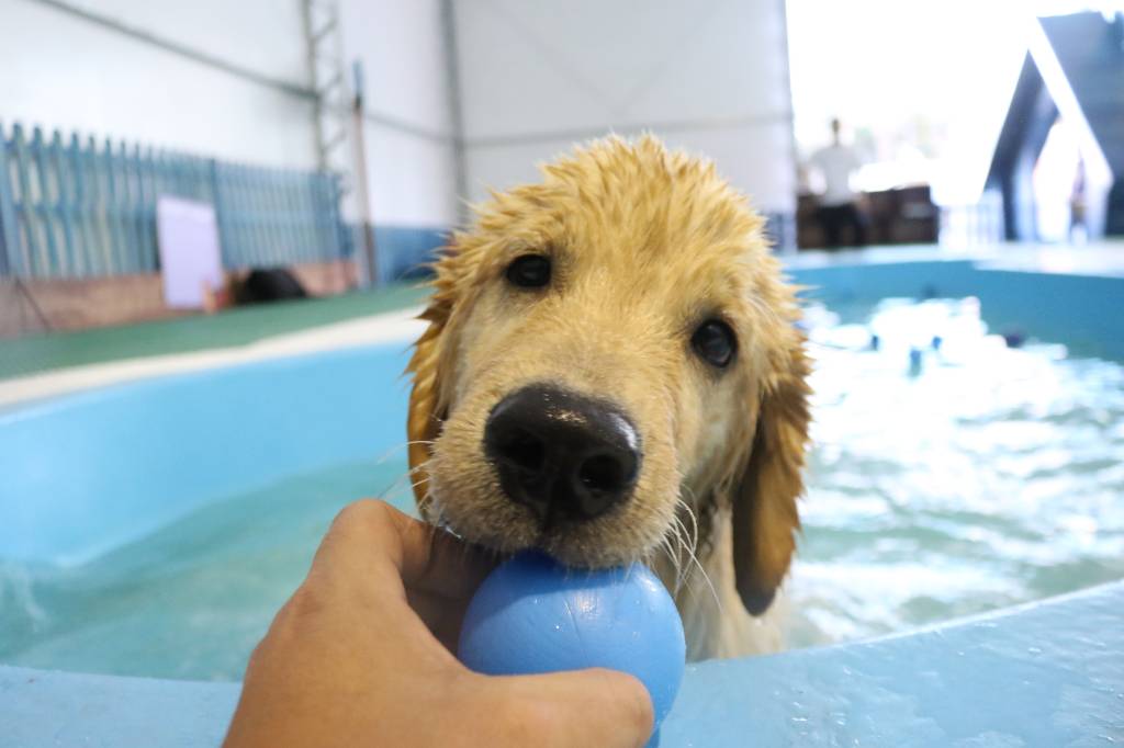 Veja como ficou o parque para pets no Shopping Villa-Lobos