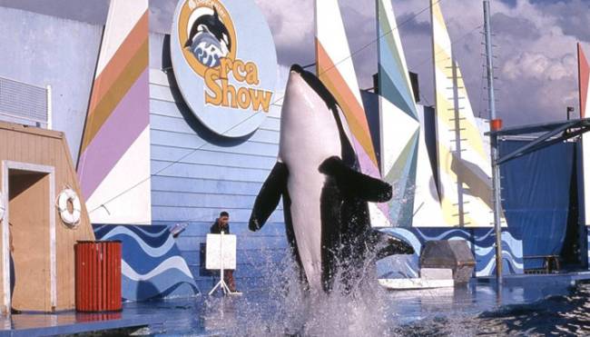 1-orca-show