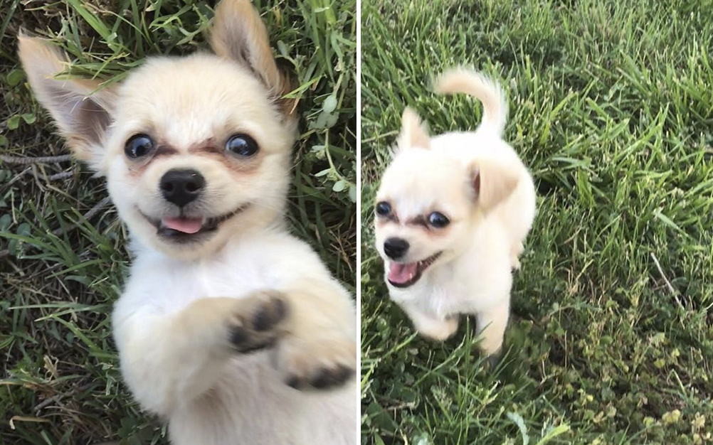 Filhote é encontrado em aeroporto com carta emocionante da dona