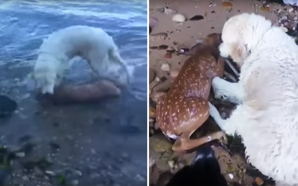 Golden retriever salva filhote de cervo que estava se afogando 