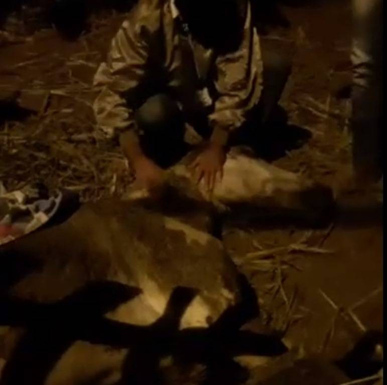 Mais de quarenta cavalos são envenenados no interior