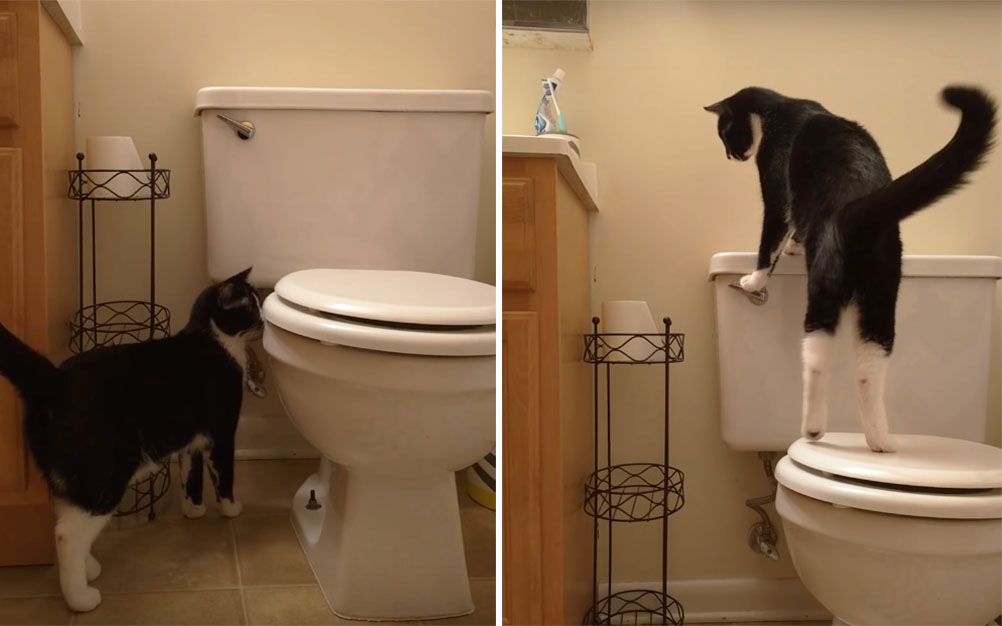 gato-aprende-a-dar-a-descarga