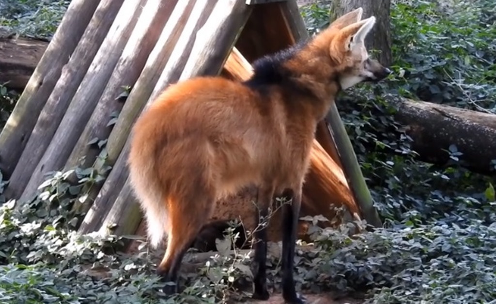 lobo guará