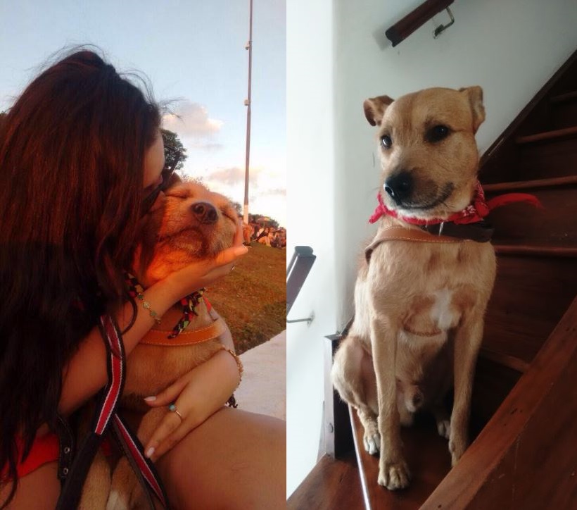 Vizinhança se mobiliza e encontra lar para cão de morador de rua