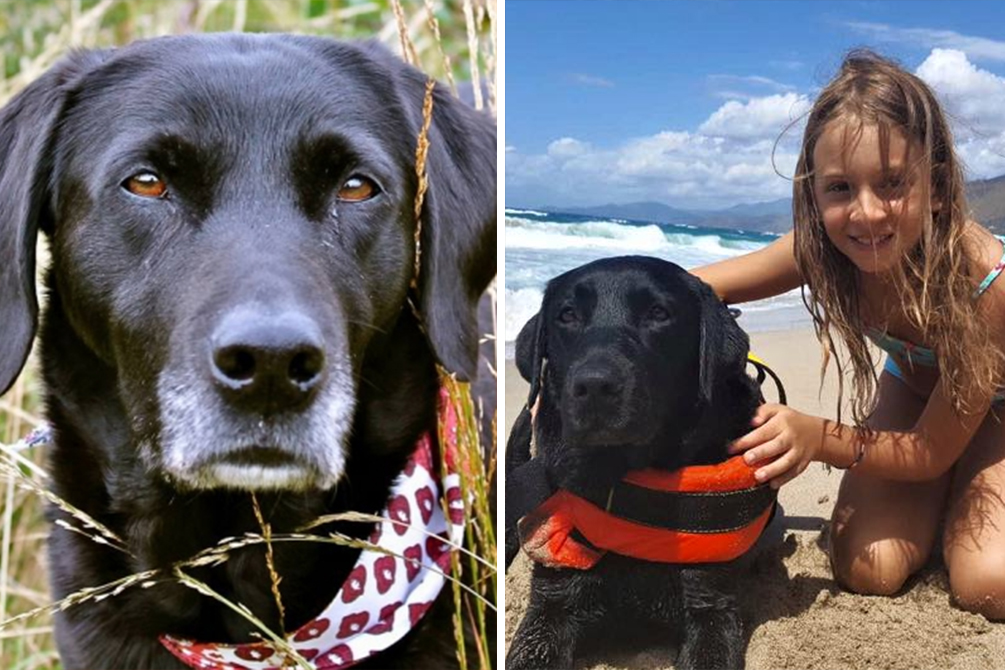 Menina com medo de cachorros é salva por cão salva-vidas