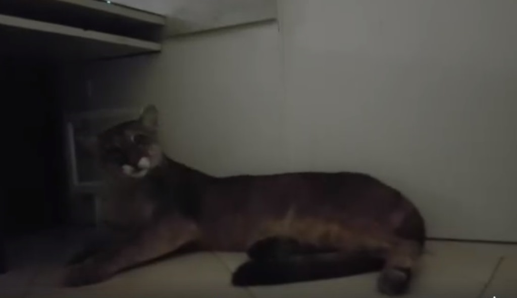 Onça parda é encontrada em recepção de empresa em Itapecerica