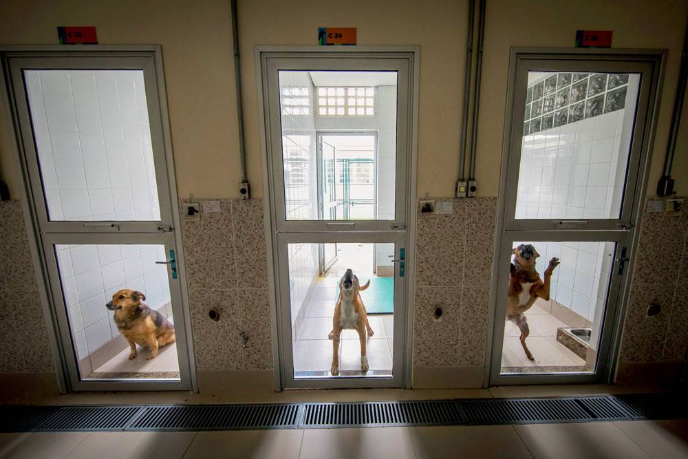 Centro de Controle de Zoonoses enfrenta dificuldades