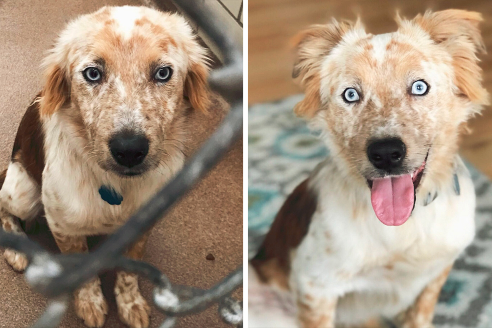 antes-depois-cachorro-adocao-01