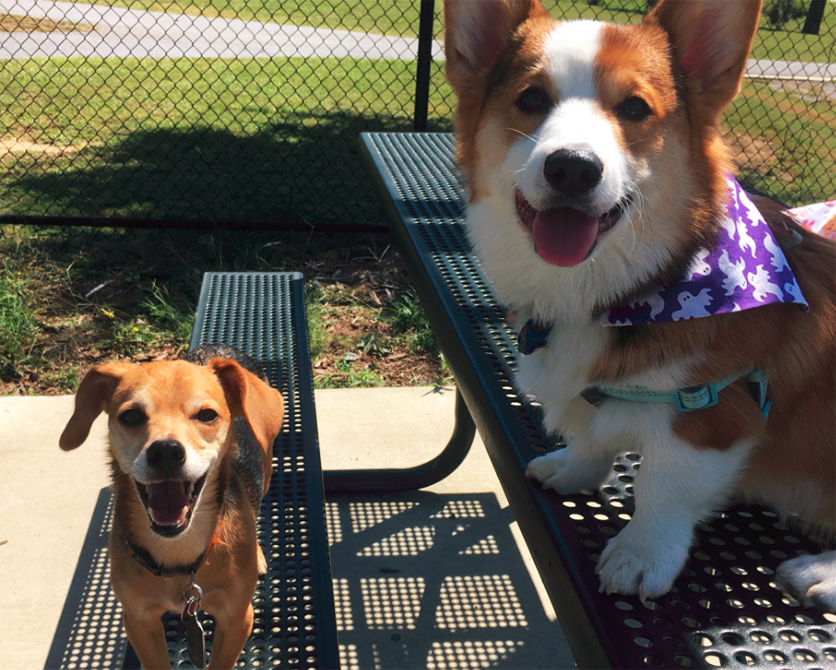 cachorros-melhores-amigos-separados-03