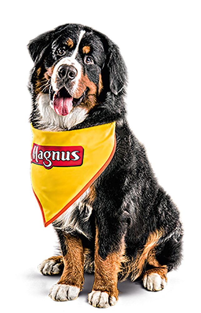 Marca de ração tem nove cães parecidos para ações publicitárias