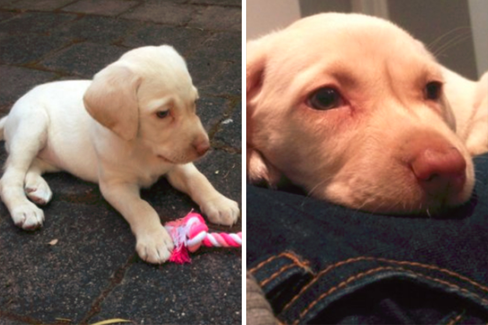 ladroes-devolvem-filhote-01