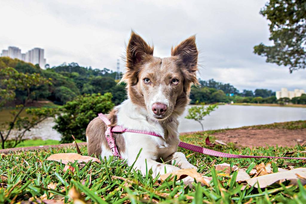 As dez raças de cachorro preferidas pelos paulistanos